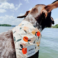 Face Mask & Dog Bandana Bundle - Darling Spring