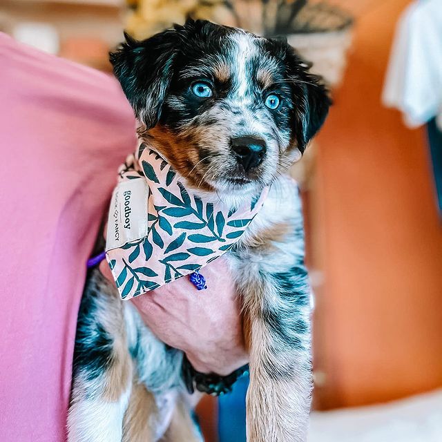Face Mask & Dog Bandana Bundle - Darling Spring