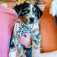 Face Mask & Dog Bandana Bundle - Darling Spring