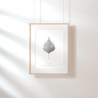 Warty Birch Leaf Art Print - Darling Spring