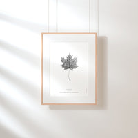 Norway Maple Leaf Art Print - Darling Spring