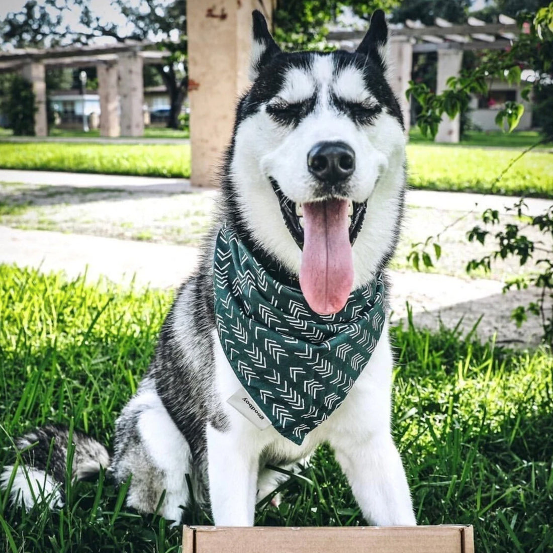 Face Mask & Dog Bandana Bundle - Darling Spring