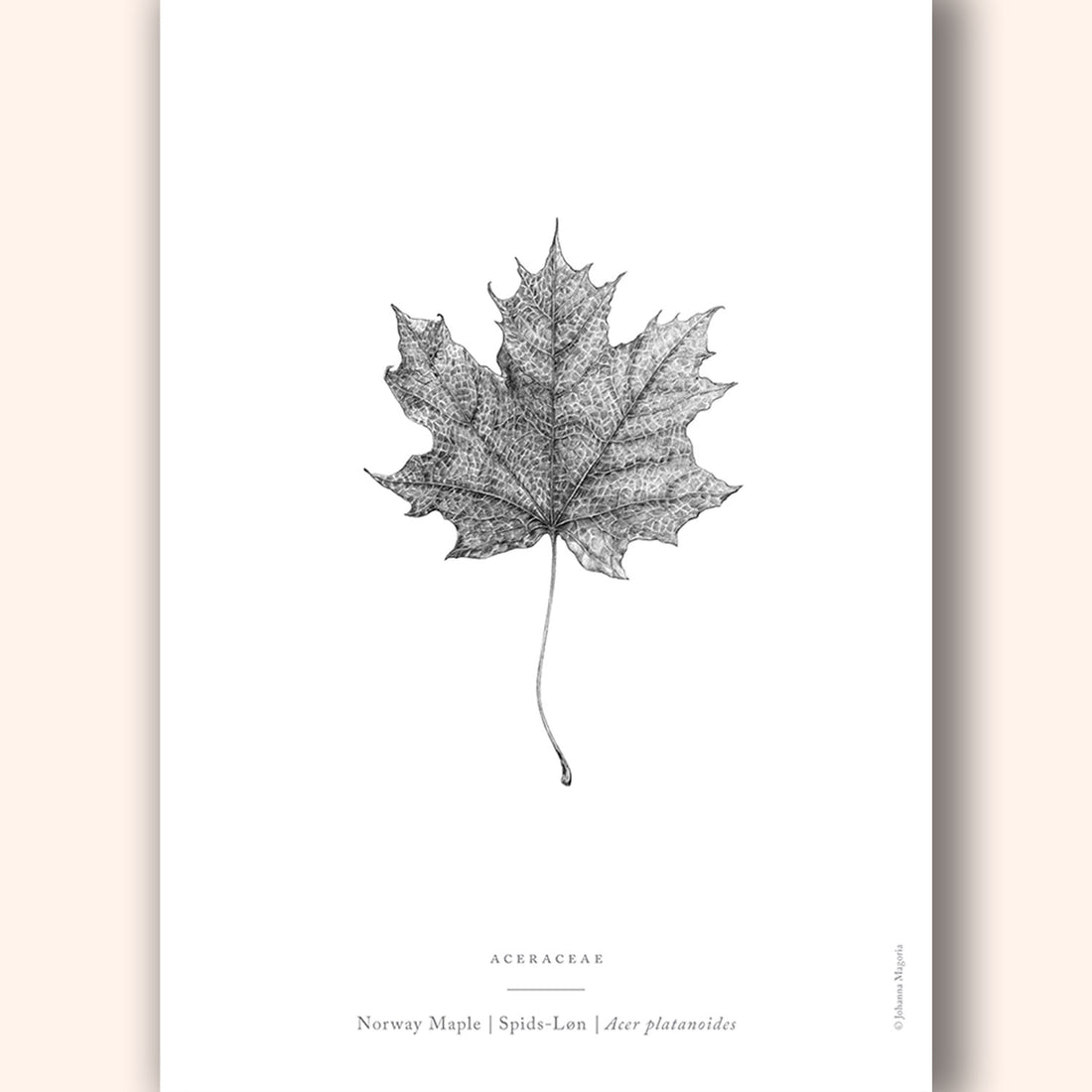 Norway Maple Leaf Art Print - Darling Spring
