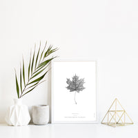 Norway Maple Leaf Art Print